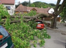 Kwikfynd Tree Cutting Services
yantanabie