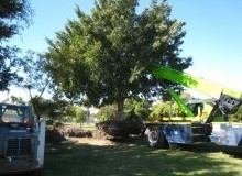 Kwikfynd Tree Management Services
yantanabie